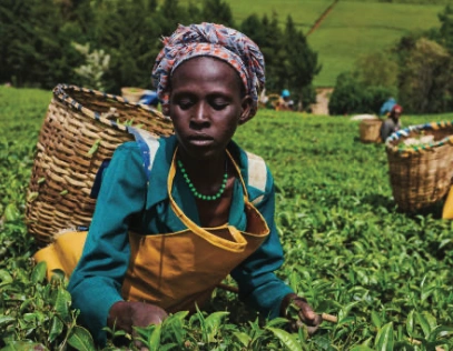 Agricultural Transformation